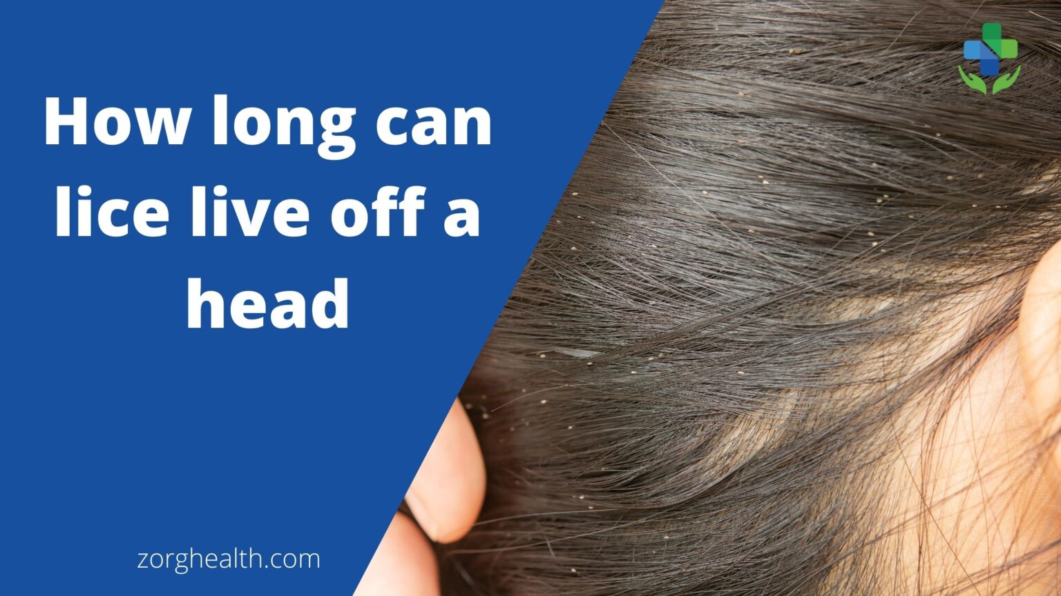 How long can lice live off a head Health